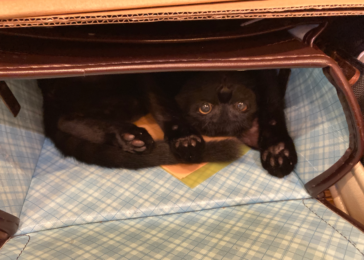 ランドセルからこんにちは