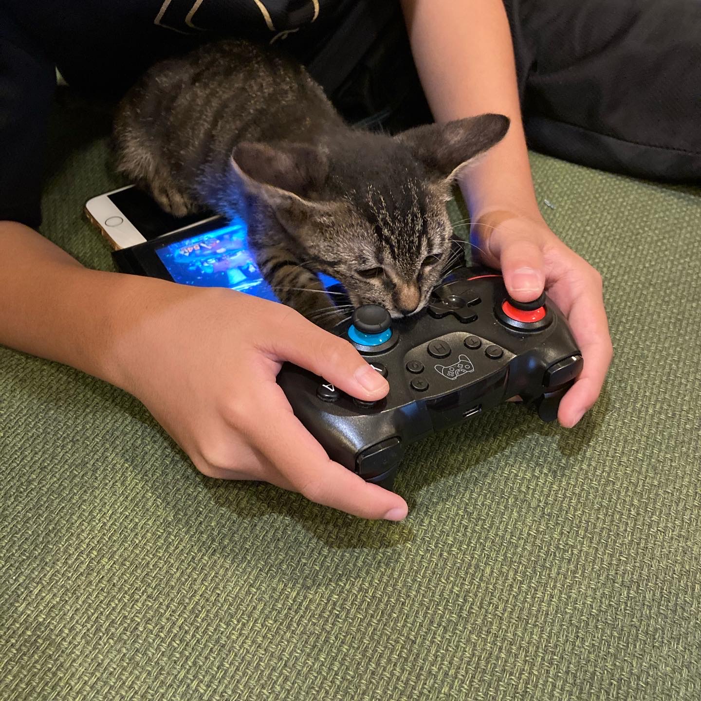 猫がゲームの邪魔をするよ
